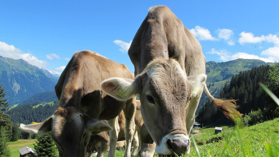 Забраниха пашата на крави в Брезнишко | StandartNews.com
