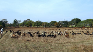 Загробват заразени и умъртвени крави до пасища