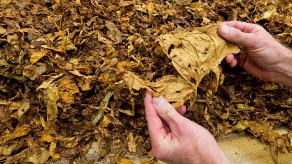Тютюнджии спечелиха дело за реколтата си | StandartNews.com