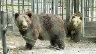 Двама немски медици лекуват мечките над Белица