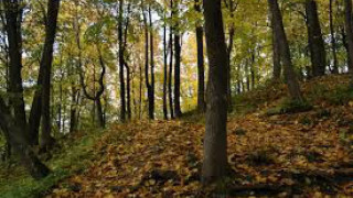 Съдът отряза мераците на Белица за гори в Разлог