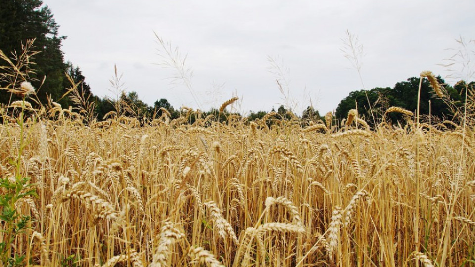 Цените на зърното най-ниски от 10 г. | StandartNews.com
