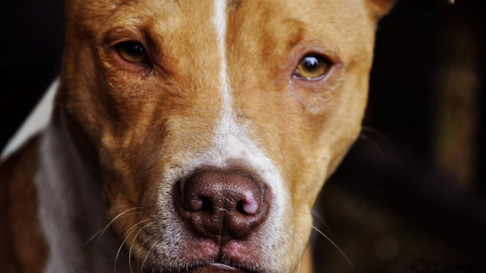 Куче нахапа жестоко мъж и жена в Казанлък | StandartNews.com