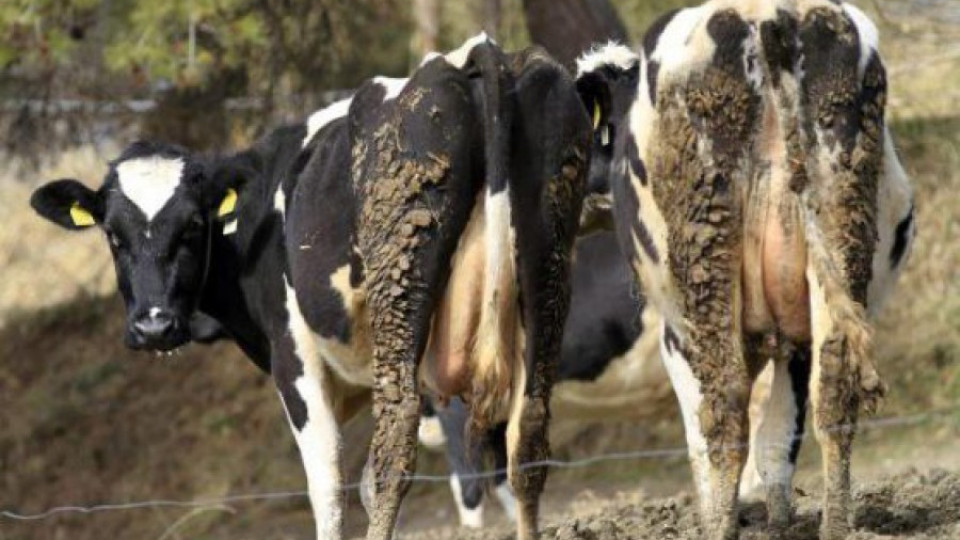 Умъртвяват болни крави в благоевградско село | StandartNews.com