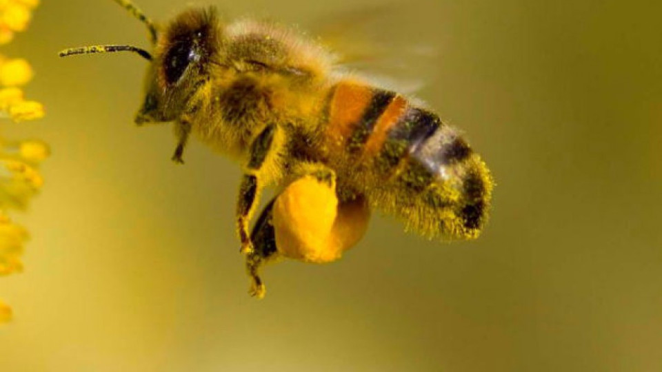28-годишен е в реанимация след ухапване от пчела | StandartNews.com