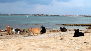Котешки плаж в Сардиния