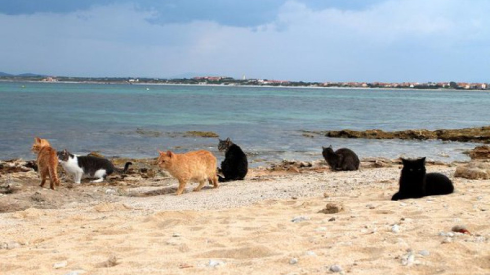 Котешки плаж в Сардиния | StandartNews.com