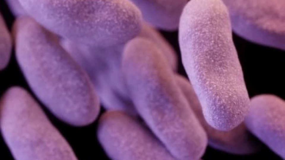 Бактерия издържа на всички антибиотици | StandartNews.com