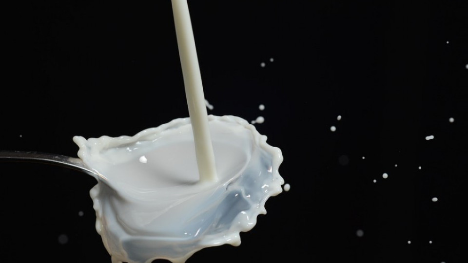 Фермери в паника от срив в цената на млякото | StandartNews.com