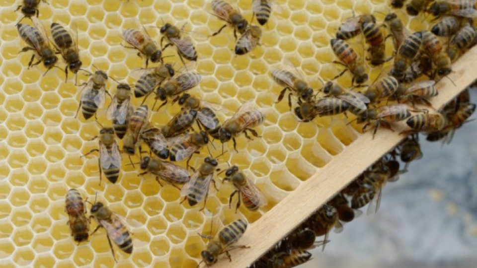 Лошото време обрече на глад пчелите | StandartNews.com