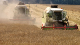Прогнозират срив в цената на пшеницата
