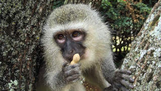 Маймунка спря тока на цяла Кения