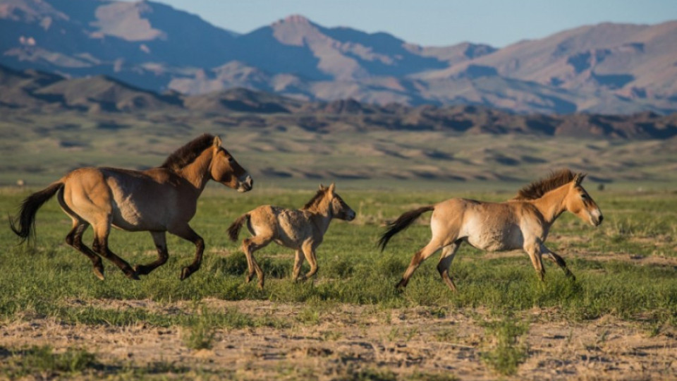 Строят база за породисти коне в Долни Дъбник | StandartNews.com