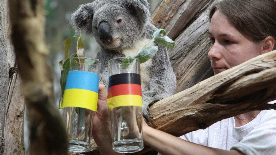 Украйна разчита на коала срещу немците | StandartNews.com