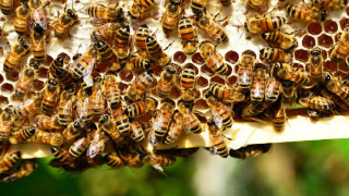 Взримат мерки за по-голяма ефективност в пчеларството