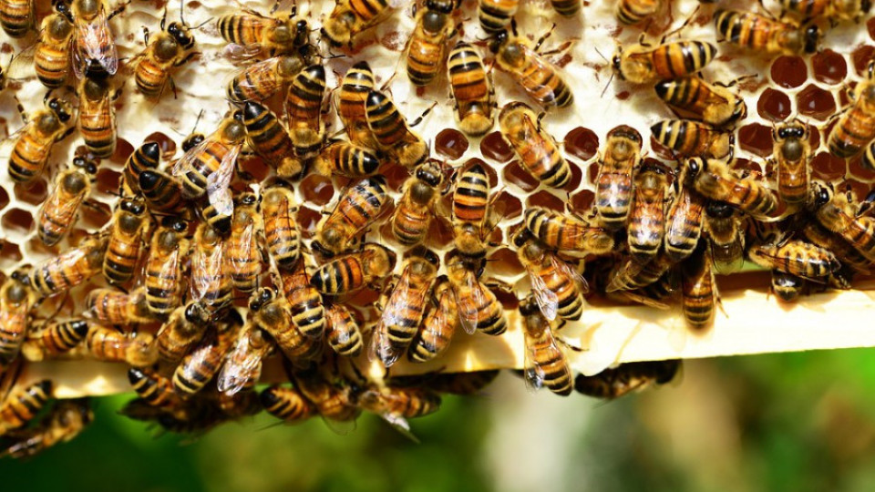 Взримат мерки за по-голяма ефективност в пчеларството | StandartNews.com