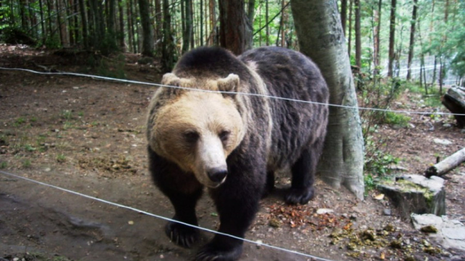 Нов басейн за мечките над Белица | StandartNews.com