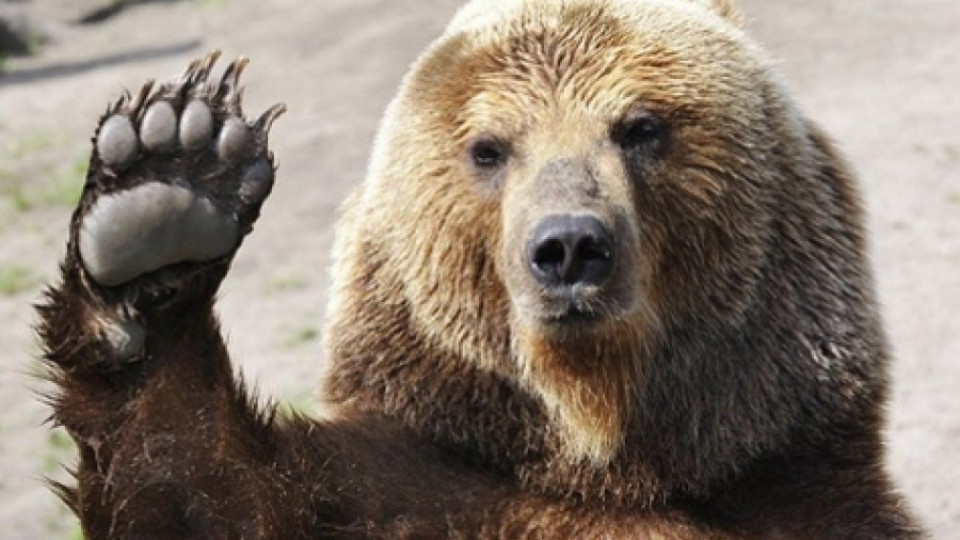 Издирват мечката, нападнала мъж в Смолянско | StandartNews.com