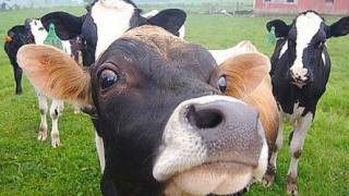 Ветеринари убиха 25 крави заради нодуларен дерматид