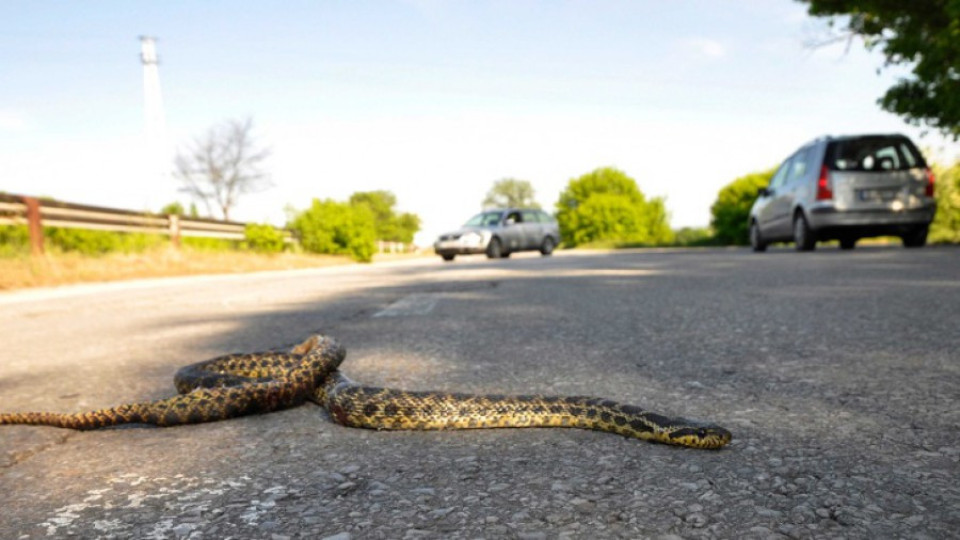 Бум на ухапани от змии | StandartNews.com