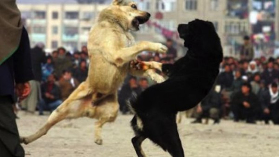 Разследват незаконни боеве с кучета | StandartNews.com