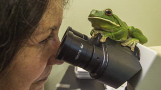 Болница за жаби работи в Австралия