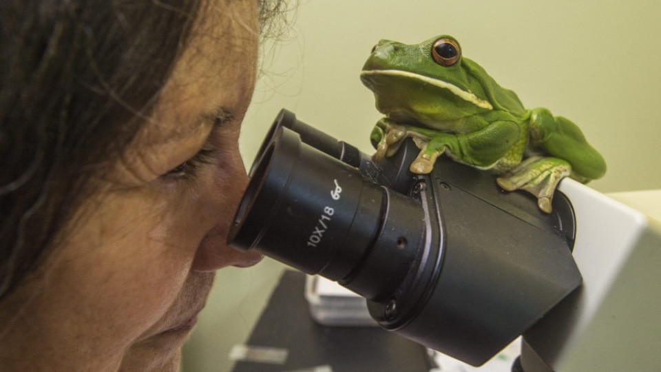 Болница за жаби работи в Австралия | StandartNews.com