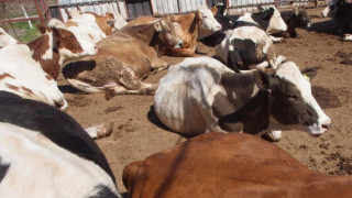 Над 70 хил. ваксинирани животни срещу дерматит в Кърджалийско