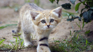 Котките, които изглеждат вечно млади