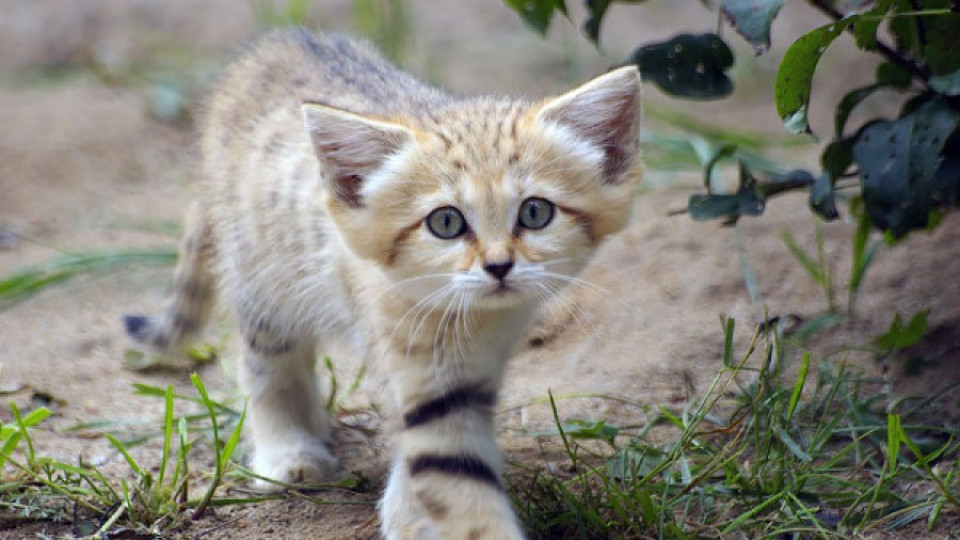 Котките, които изглеждат вечно млади | StandartNews.com