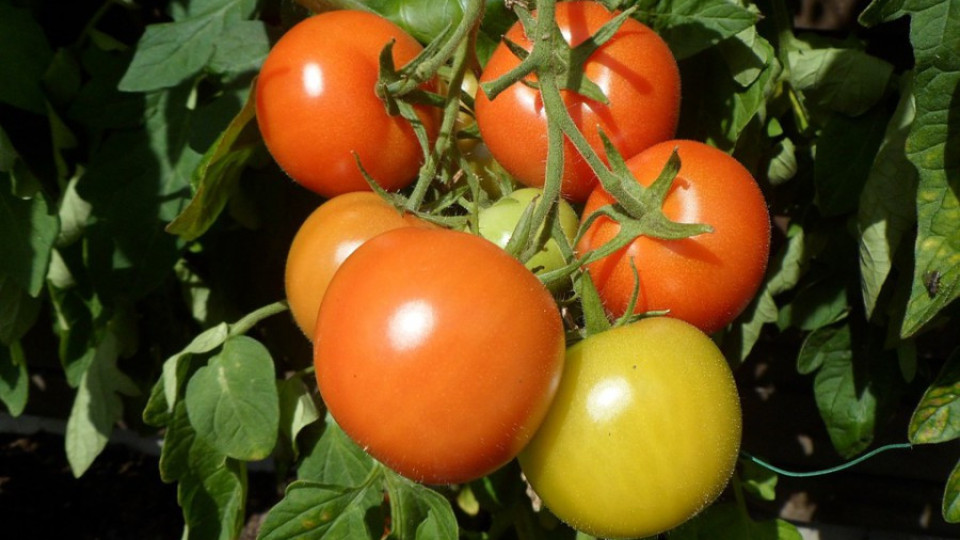 Валежи съсипват доматите | StandartNews.com