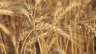 Хлебното зърно от новата реколта е по-евтино от миналата година