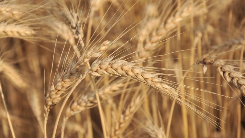 Хлебното зърно от новата реколта е по-евтино от миналата година | StandartNews.com