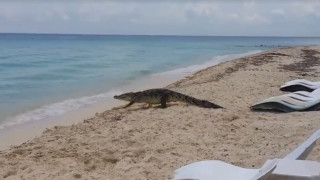 ВИДЕО: Крокодил стресна туристи на мексикански плаж