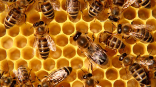 Жива верига на пчелари пак спря хеликоптери