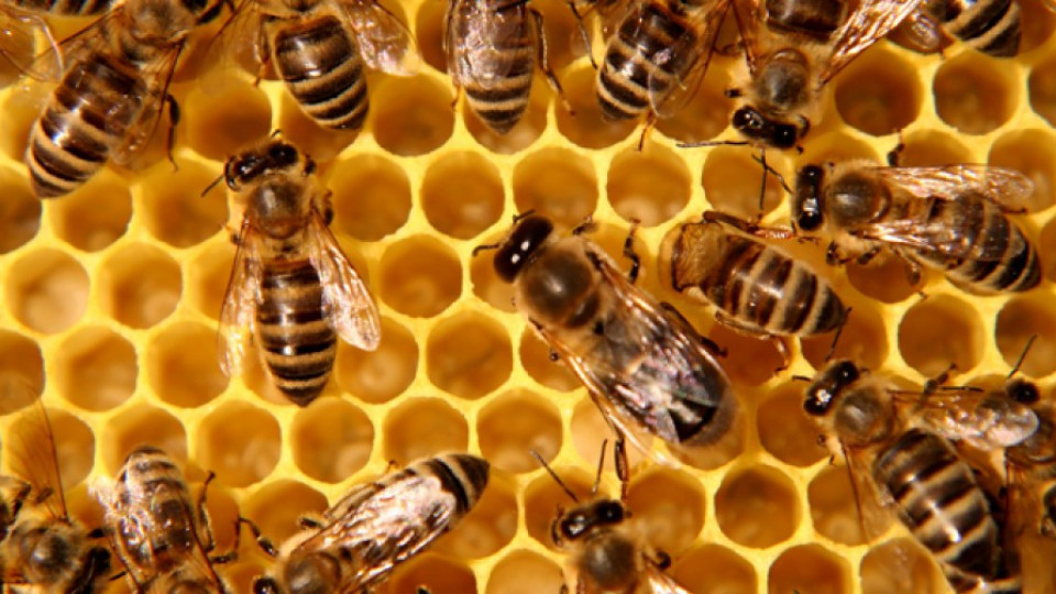 Жива верига на пчелари пак спря хеликоптери | StandartNews.com