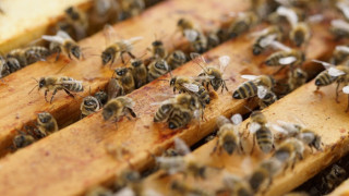 Полицаи спряха бунт на пчелари 
