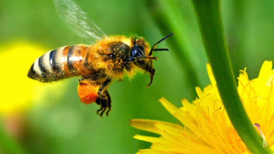 Пчелари: Битката за пчелите е битка за хората | StandartNews.com