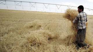 Цената на пшеницата по-ниска от 2016 г.