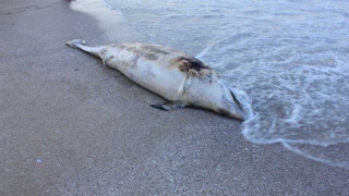 Мъртви делфинчета стреснаха туристи по южното Черноморие