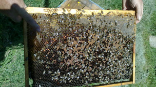 Спряха блокада на пътя от пчелари