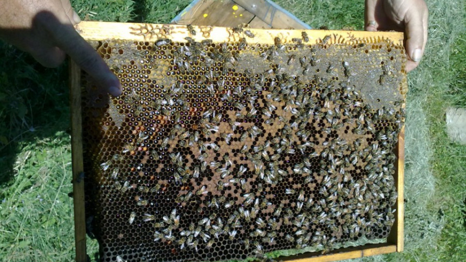 Спряха блокада на пътя от пчелари | StandartNews.com