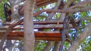 Пейки кацнаха по дърветата в Бургас