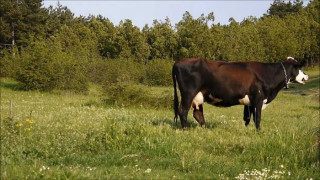 Антракс уби 4 крави в Ситово
