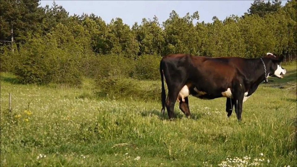Антракс уби 4 крави в Ситово | StandartNews.com
