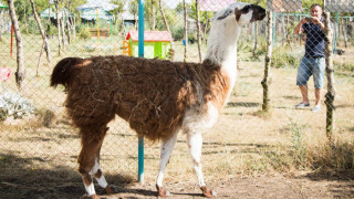 Златният скункс живее на 8 км от Бургас