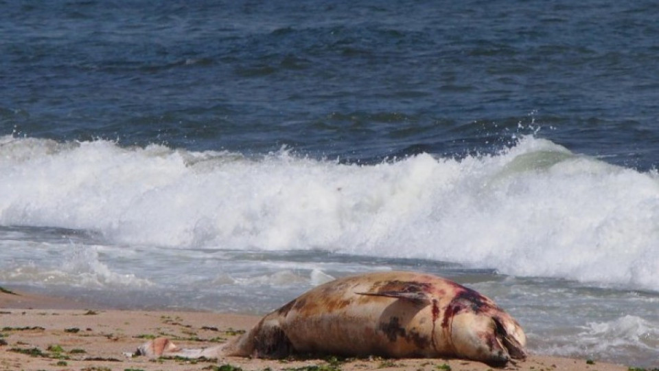 Винят сонари и медузи за гибелта на делфините | StandartNews.com