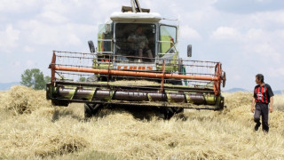 Фермерите притеснени от ниските цени на житото