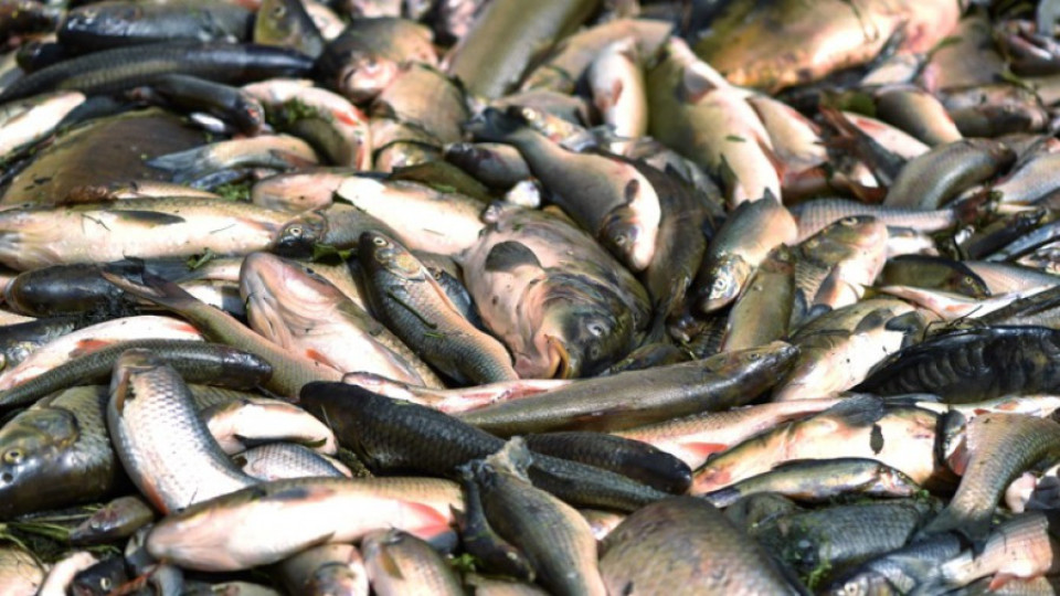 Ядем вносна риба на морето | StandartNews.com