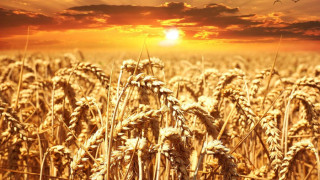 Русия става лидер на зърнения пазар